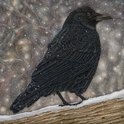 &quot;Violet the American Crow&quot;