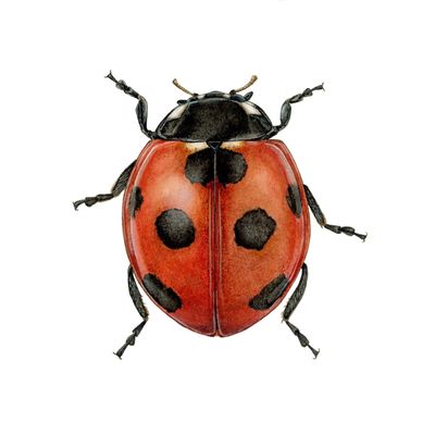 "Margaret the Seven Spotted Ladybug" "Margaret the Seven Spotted Ladybug"