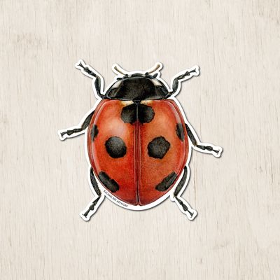 &quot;Margaret the Ladybug&quot;