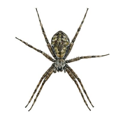 "Rita the White-banded Fishing Spider" "Rita the White-banded Fishing Spider"