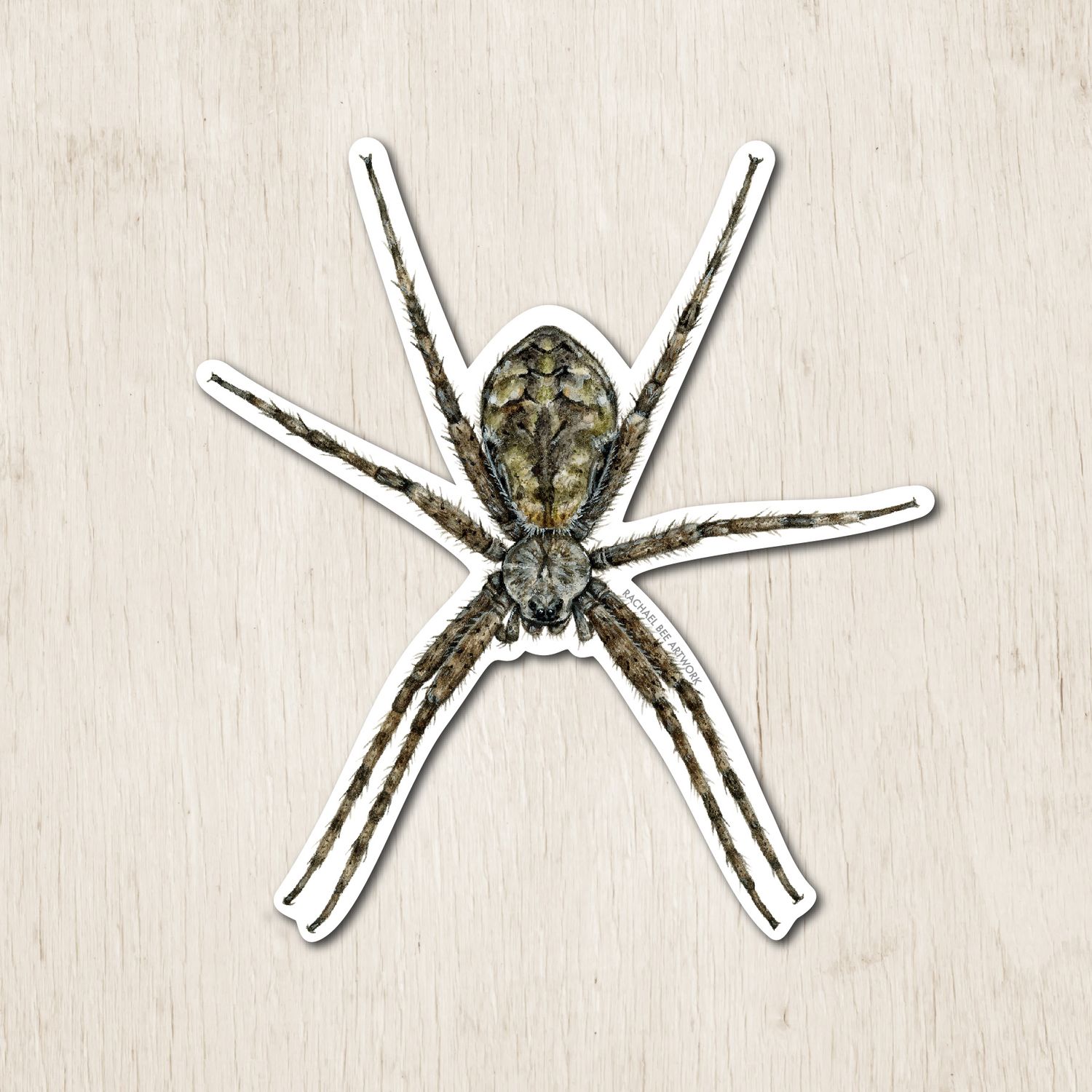 &quot;Rita the White-banded Fishing Spider&quot;