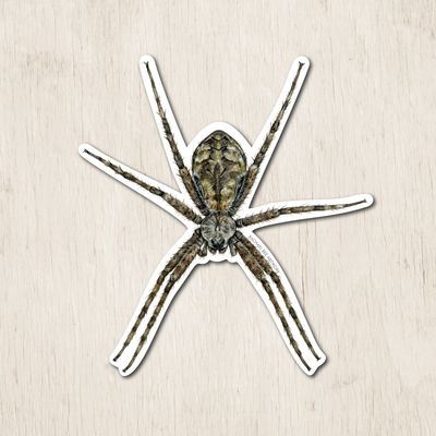 "Rita the White-banded Fishing Spider" "Rita the White-banded Fishing Spider"