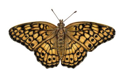 &quot;Jackie the Variegated Fritillary Butterfly&quot;
