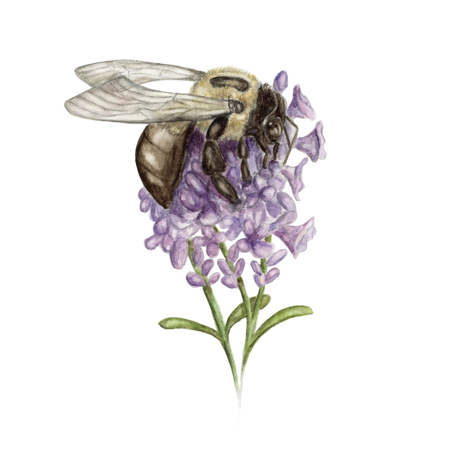 &quot;BeeBee Baggins&quot;