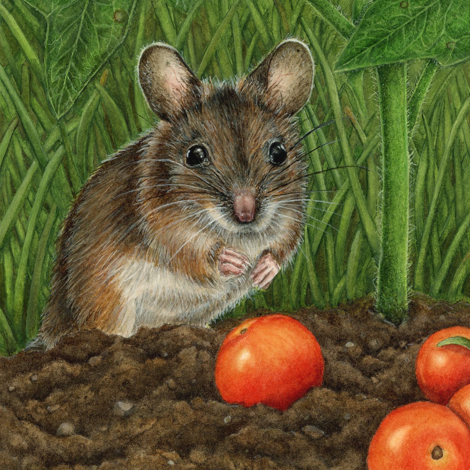 "If You Give a Mouse a Tomato"