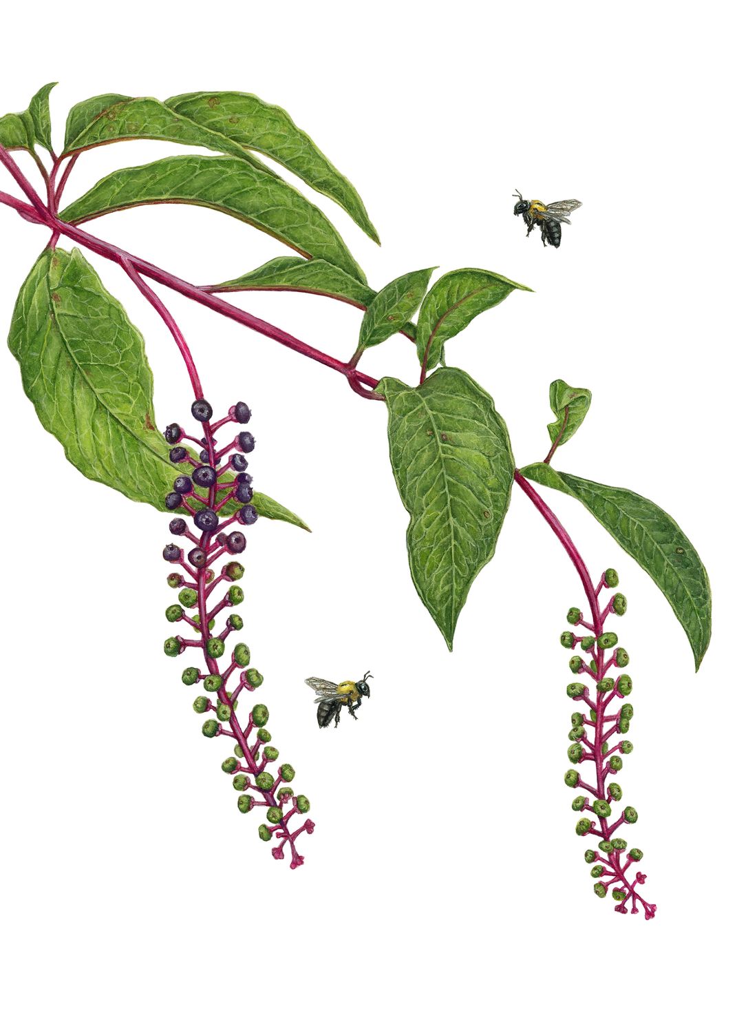 "Pokeweed and Carpenter Bees"