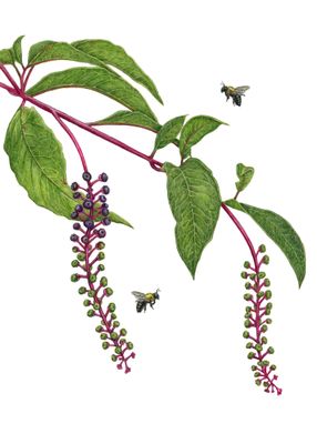 "Pokeweed and Carpenter Bees"