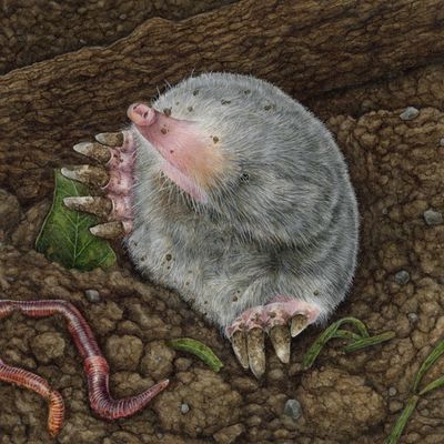 "Elisa the Eastern Mole"