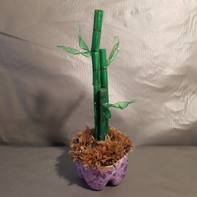 Lucky Bamboo