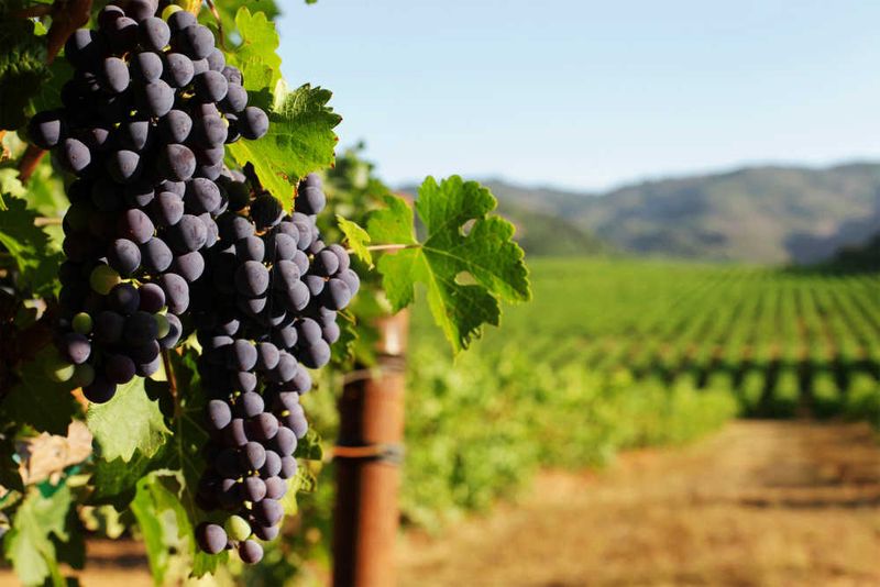 Argentinian Wines & Tapas Tasting - 6 Courses - 6th July 2025 Argentinian Wines & Tapas Tasting - 6 Courses - 6th July 2025