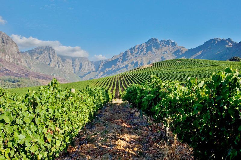 South African Wines & Tapas Tasting - 6 Courses - 21st September 2025 South African Wines & Tapas Tasting - 6 Courses - 21st September 2025