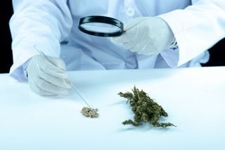 Il Pericolo del Fentanyl nella Cannabis: Come Proteggersi