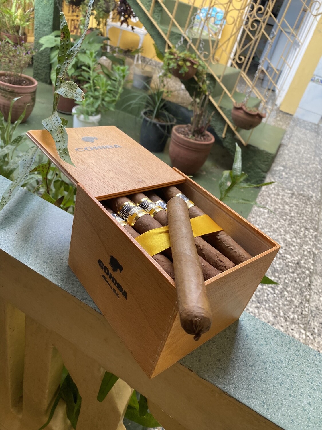 5 x Cohiba Siglo VI