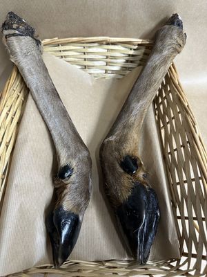 2 XL Deer, venison legs