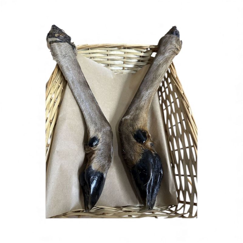 XL Deer, venison leg XL Deer, venison leg