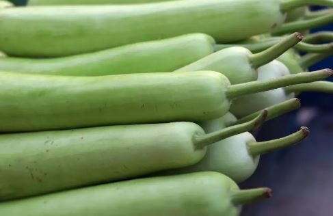 Sorakaya Long Kaddu Bottle Gourd