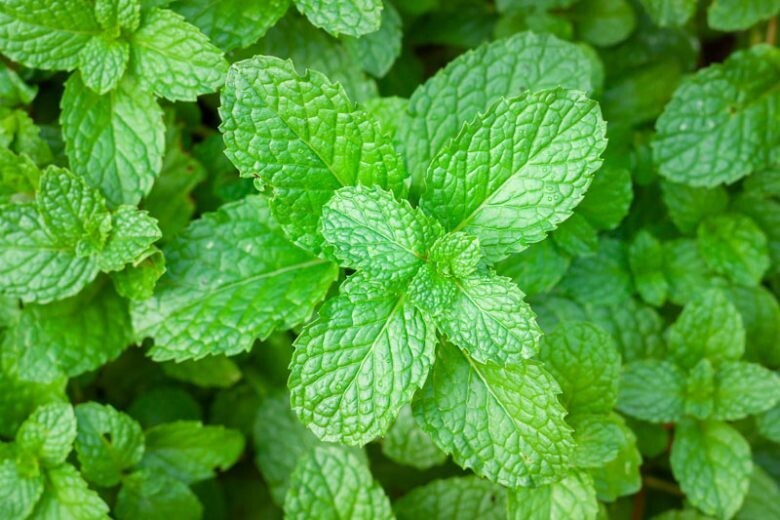 Pudina Mint 1 Bunch​