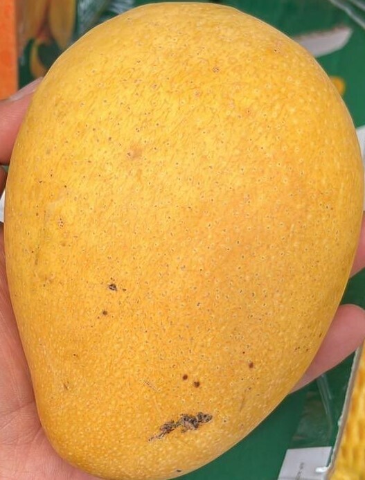 Banganapalle Mangoes 4kg box