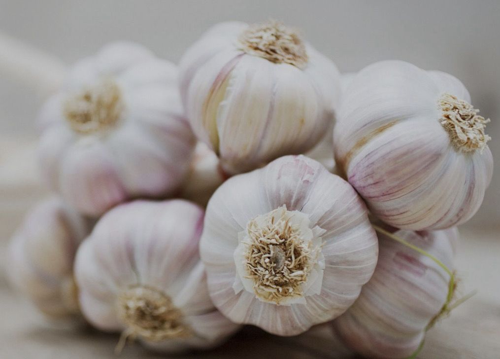 Garlic