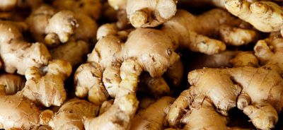 Ginger