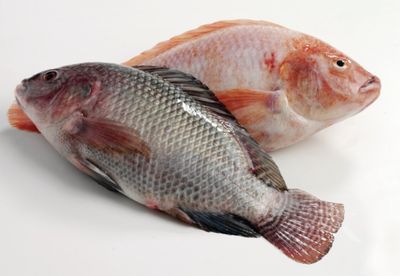 Fish