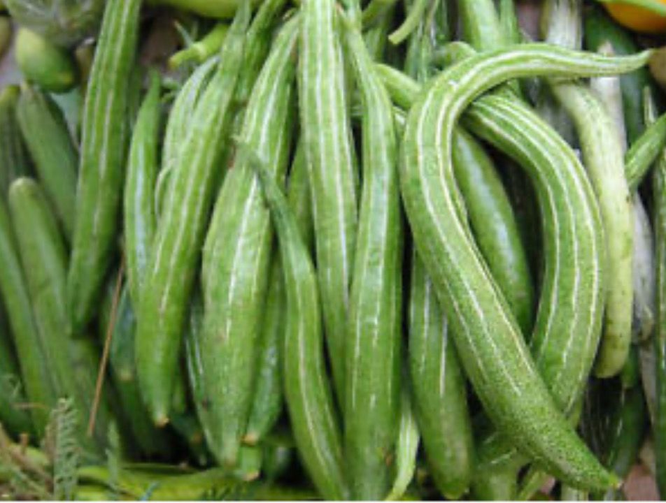 Snake Gourd