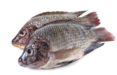 Royal Tilapia ultimate whole