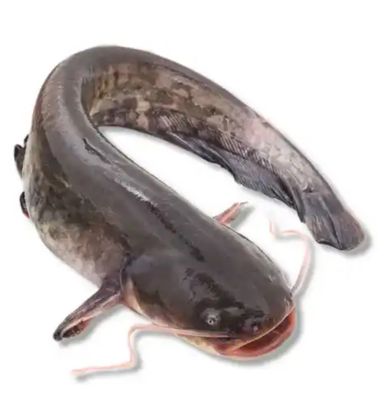 N-Golo Bighead Catfish Whole 800g