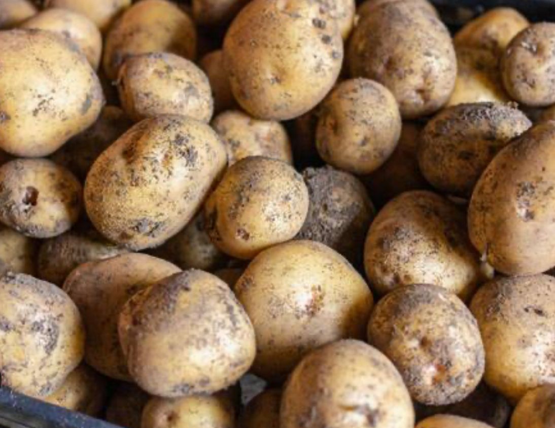 Potato