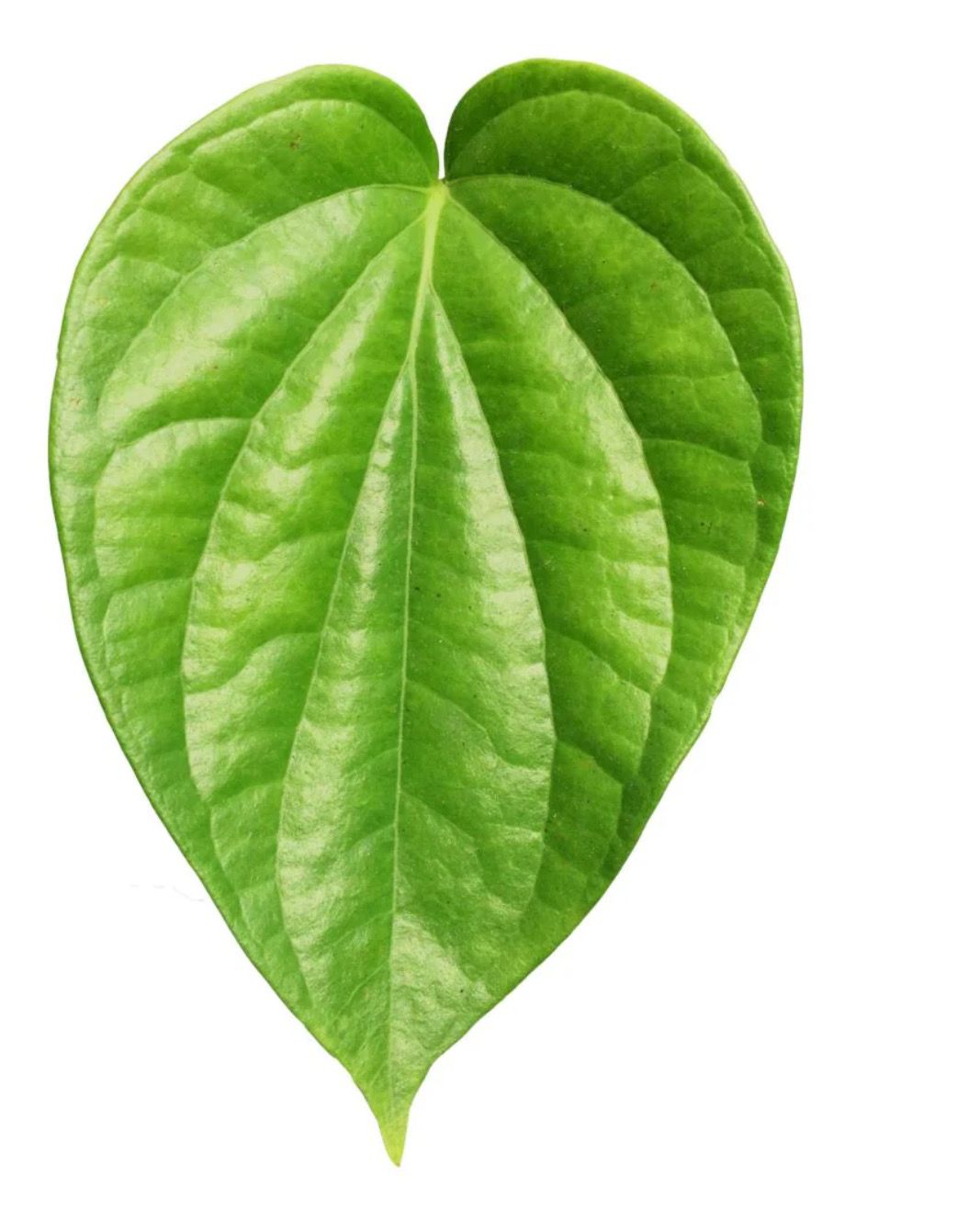 Pan Leaves