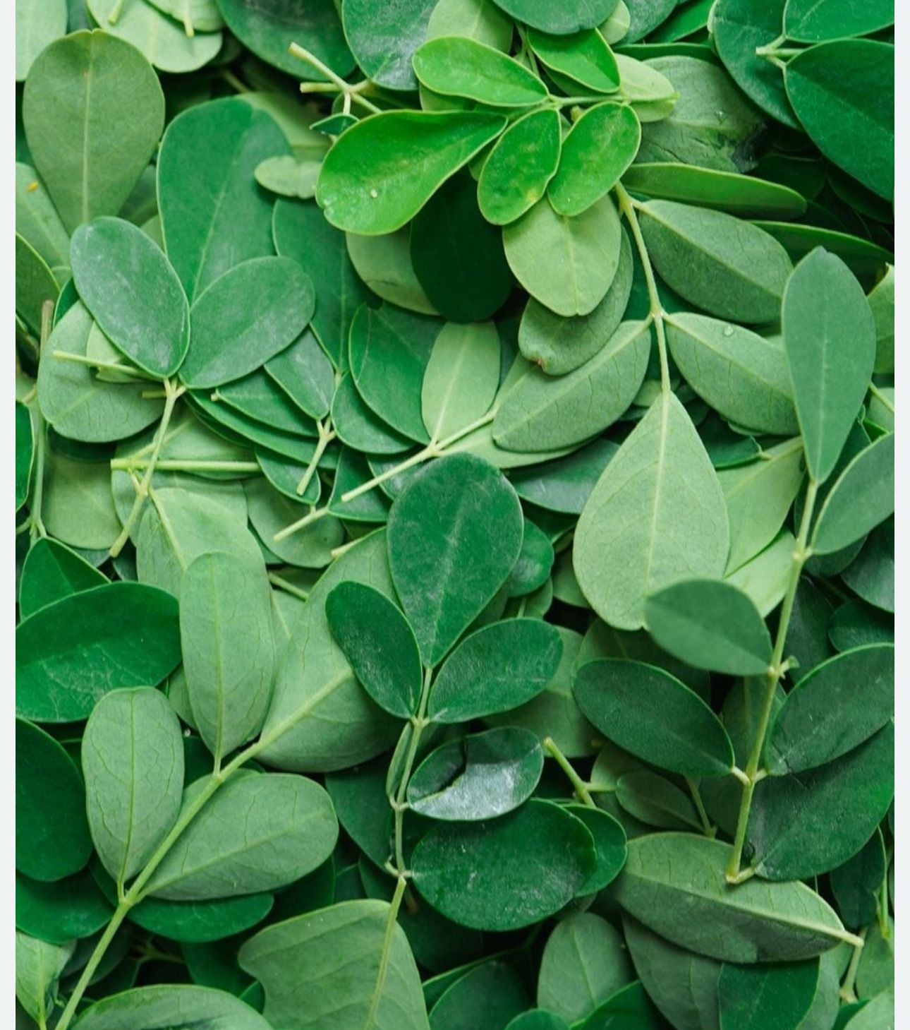 Drumstick Leaves Bunch