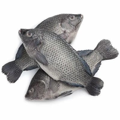 Black Tilapia Per Box (4kg)