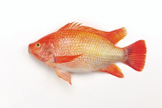 Red Tilapia Whole Per Kg