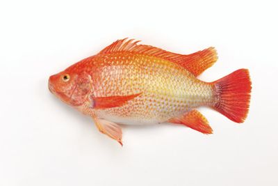 Red Tilapia Whole Per Kg