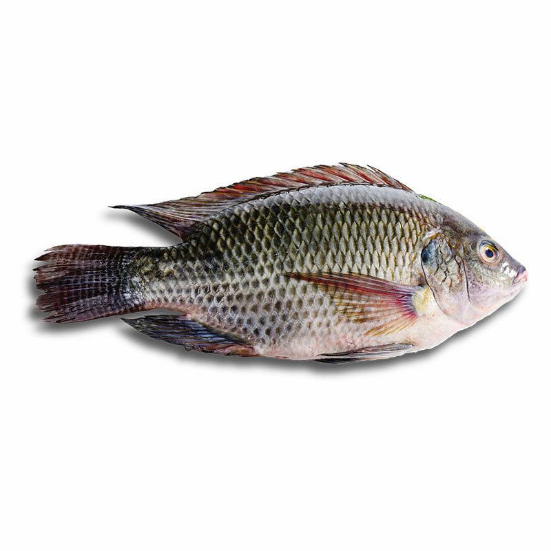 Tilapia Black Whole Per kg
