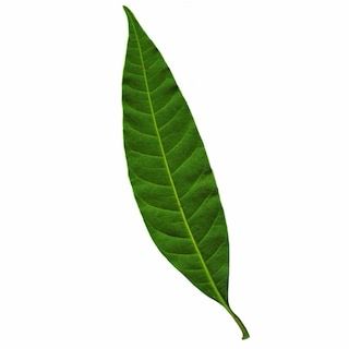 Mango Leaves Per Pcs