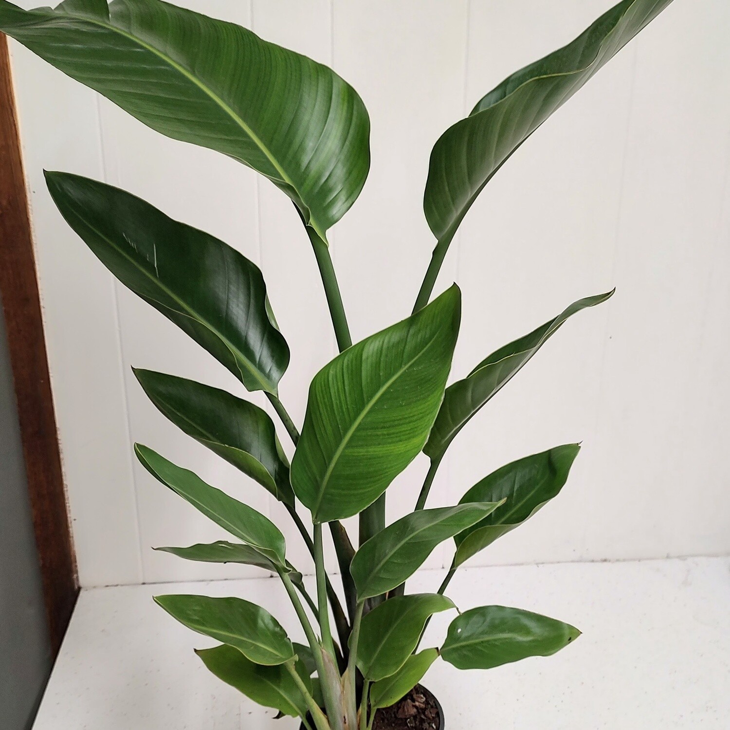 Bird of paradise white