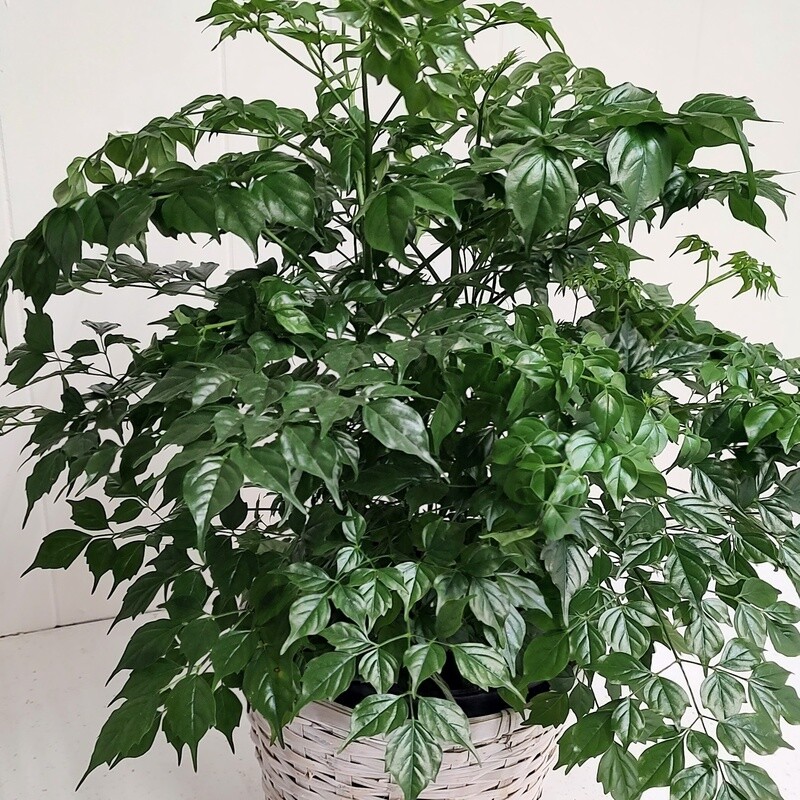 China Doll in 8 inch