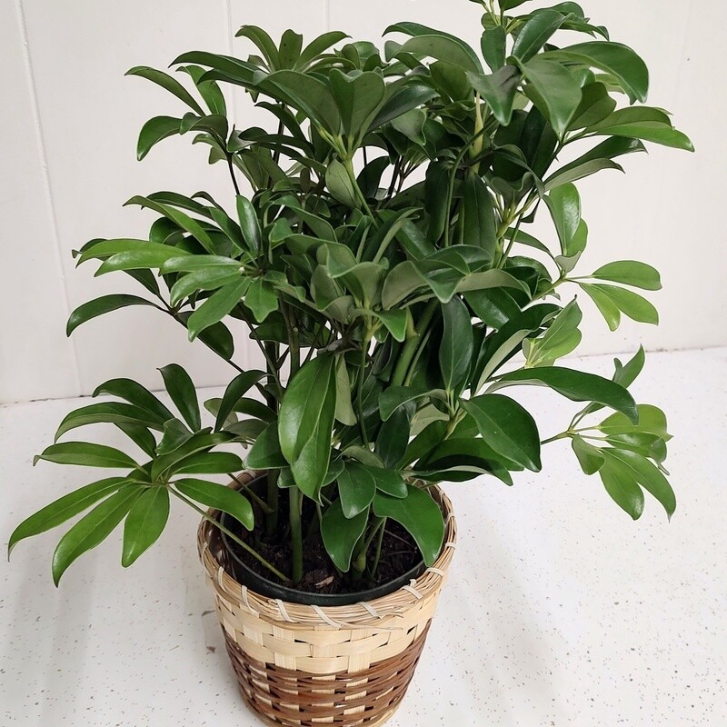 Schefflera Arboricola bush with basket