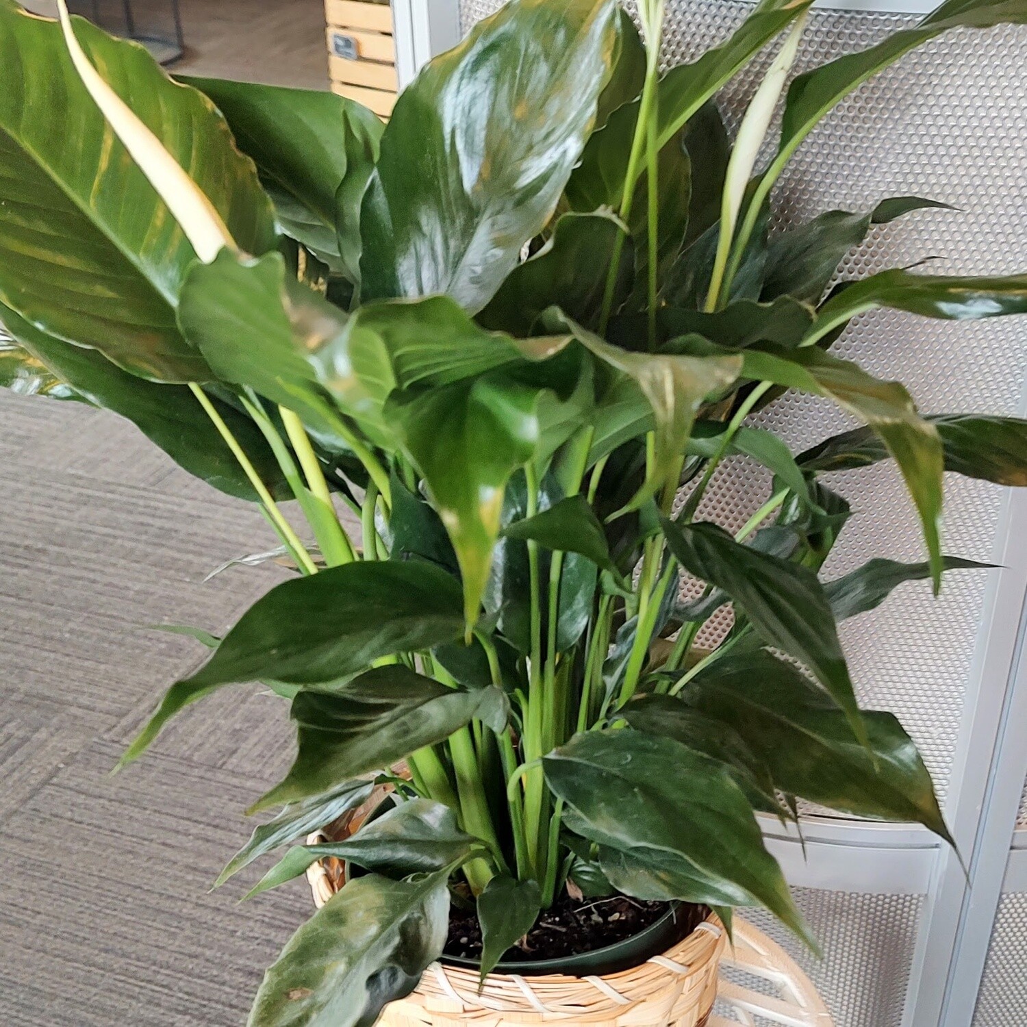 Peace Lily medium with basket