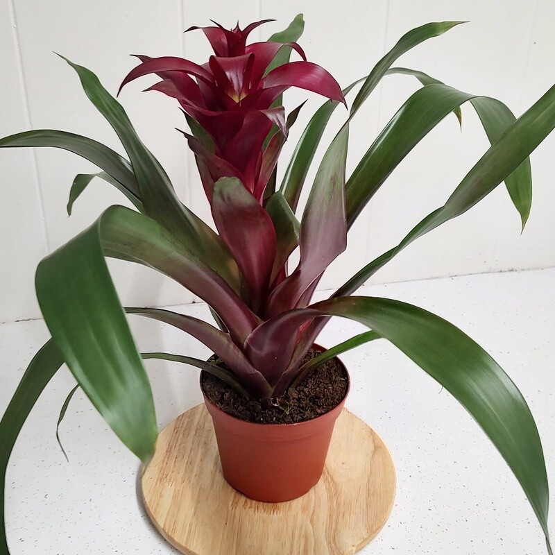 Bromeliad Guzmania