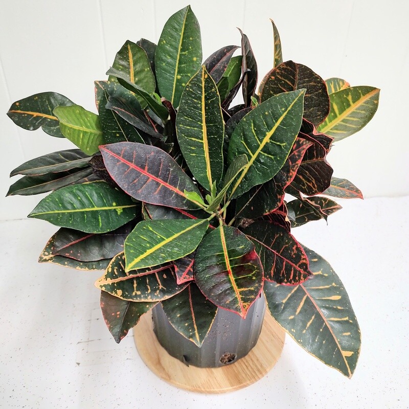 Croton Petra large