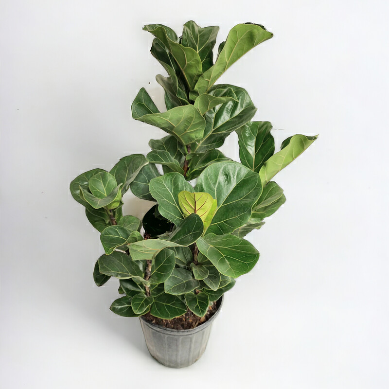 Ficus Lyrata