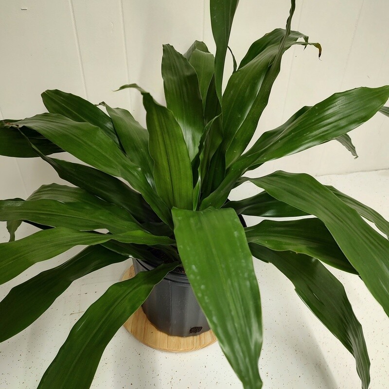 Dracaena Janet Craig tips