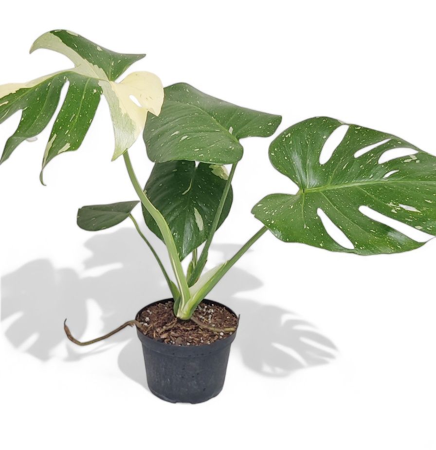 Monstera Thai Constellation