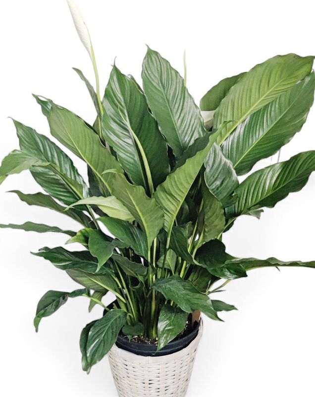 Peace Lily Large with basket