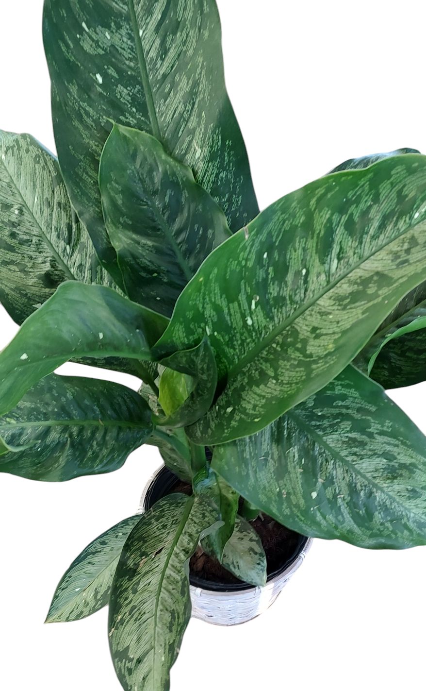 Dieffenbachia memoria corsii