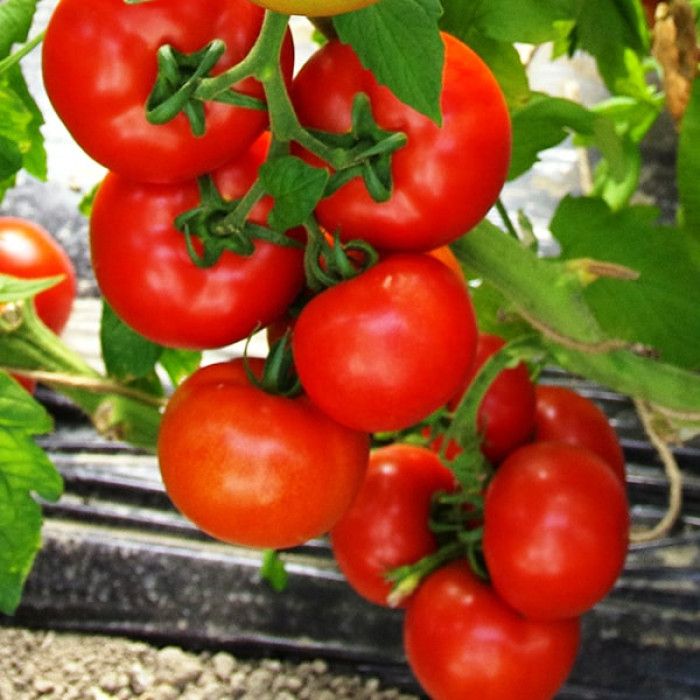 E-commerce Product Image