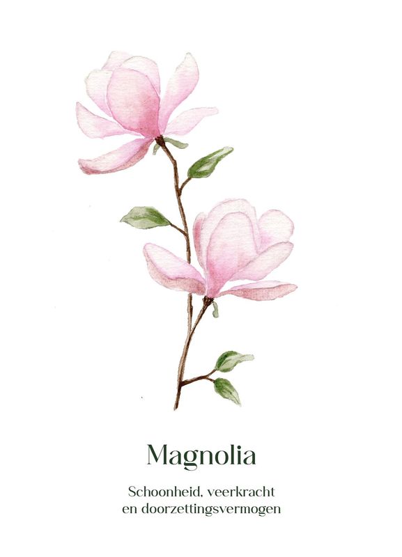 Magnolia