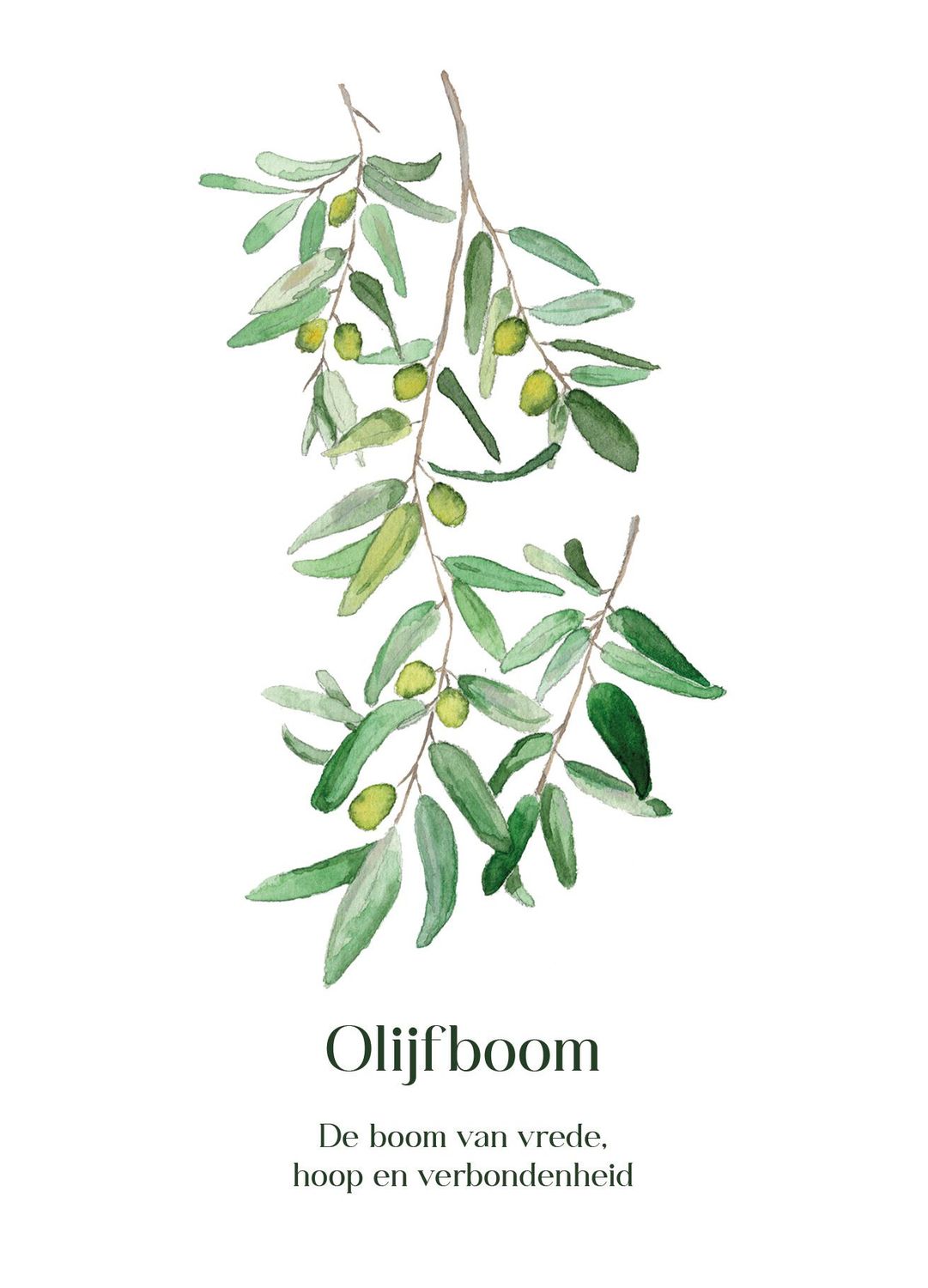 Olijfboom